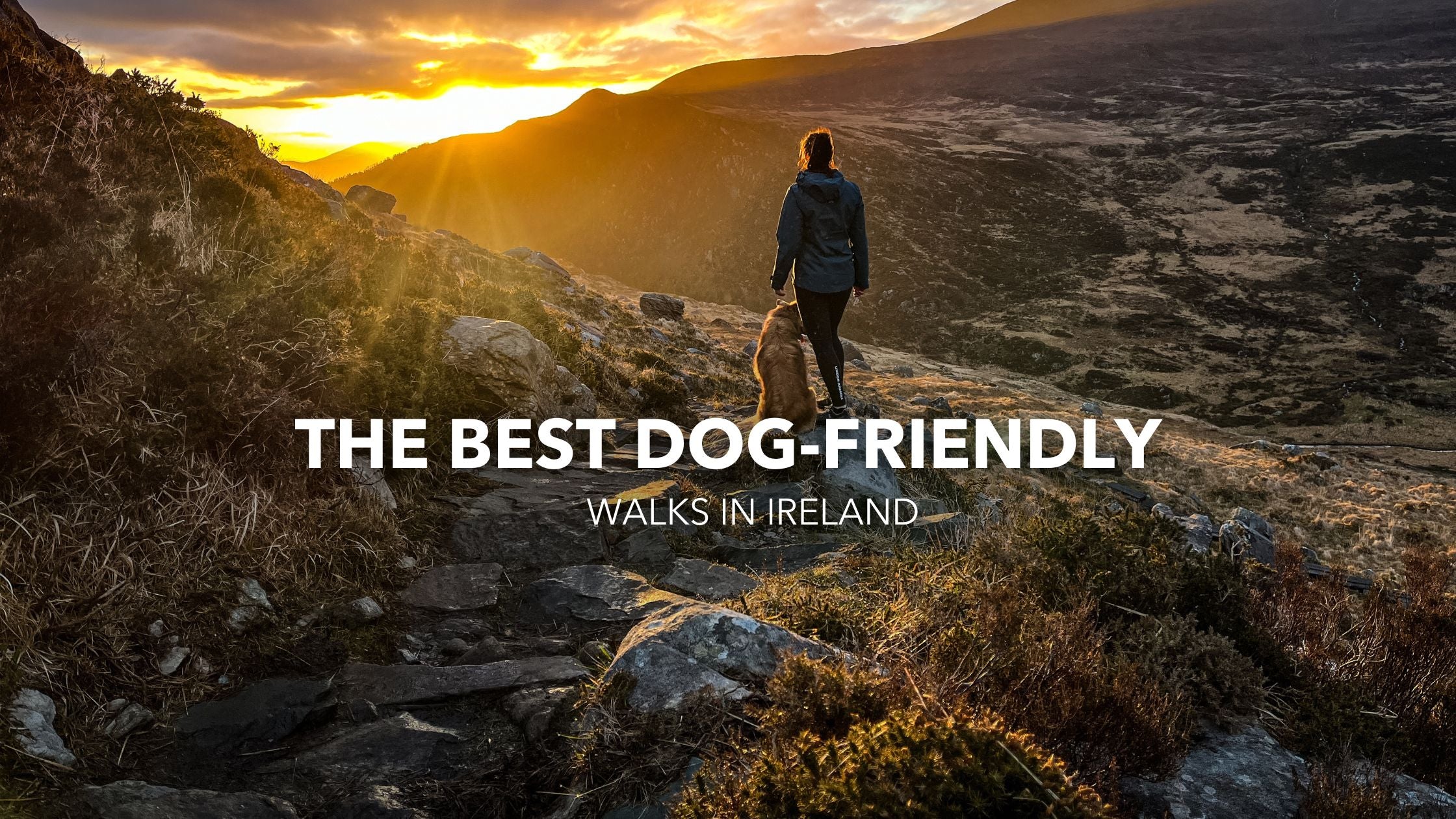 The Best Dog-Friendly Walks in Ireland